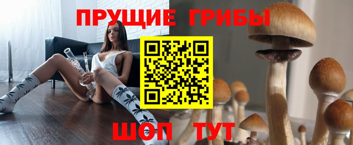 Псилоцибиновые грибы Psilocybe Губкин